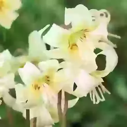 Erythronium